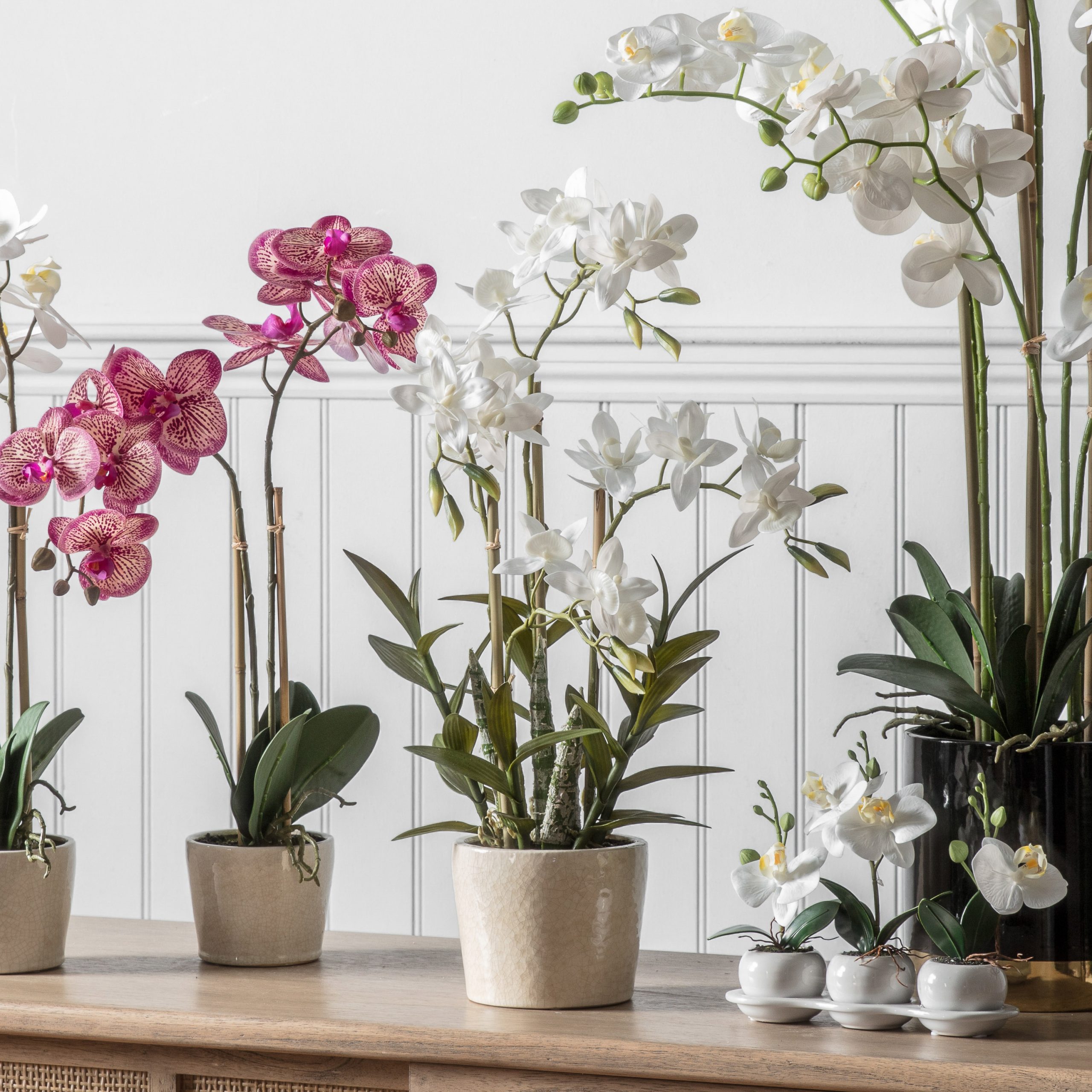 Gallery Direct Orchid Cycnoches