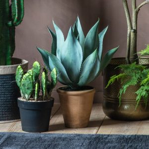 Gallery Direct Aloe Wide Leaf | Shackletons