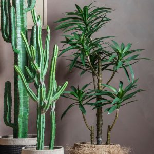Gallery Direct Yucca Tree w6 Heads | Shackletons