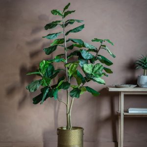 Gallery Direct Fiddle Tree  Leaves | Shackletons