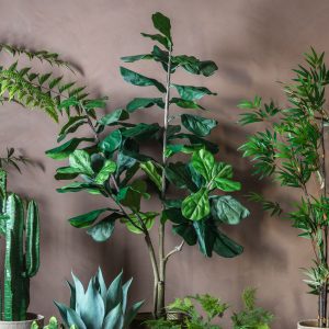 Gallery Direct Fiddle Tree  Leaves | Shackletons