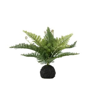 Gallery Direct Lady Fern in Soil Green | Shackletons