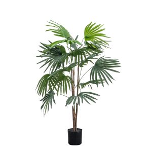 Gallery Direct Chinese Fan Palm | Shackletons