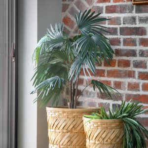 Gallery Direct Chinese Fan Palm | Shackletons