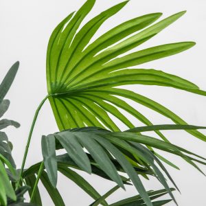 Gallery Direct Chinese Fan Palm | Shackletons