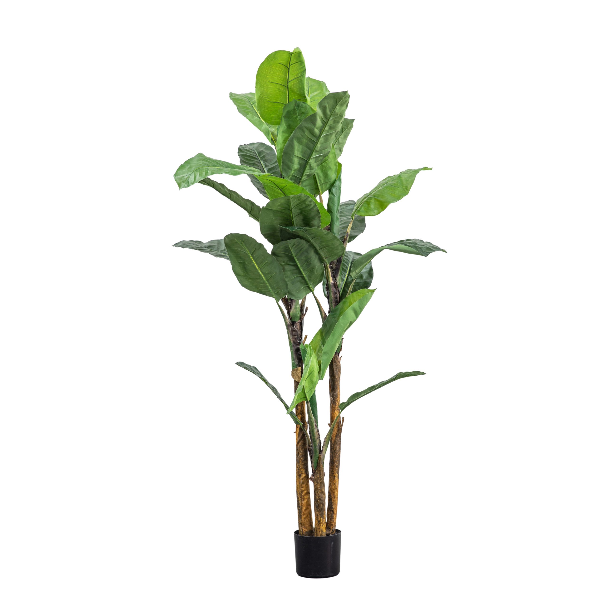 Gallery Direct Banana Palm | Shackletons