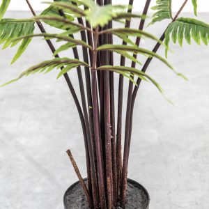Gallery Direct Butterfly Fern | Shackletons