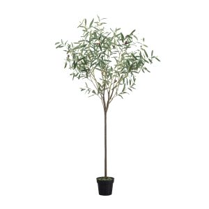Gallery Direct Olive Tree Small Green | Shackletons