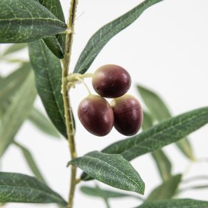 Gallery Direct Olive Tree Small Green | Shackletons
